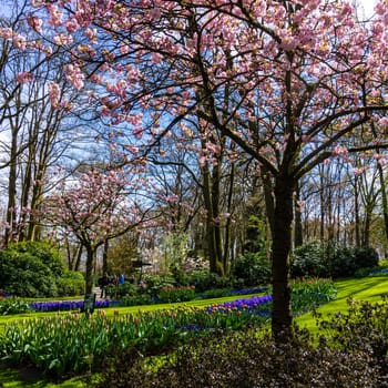beautiful garden flowers. Spring background