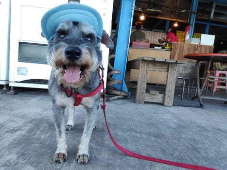 The small cute puppy with nice hat at bright background