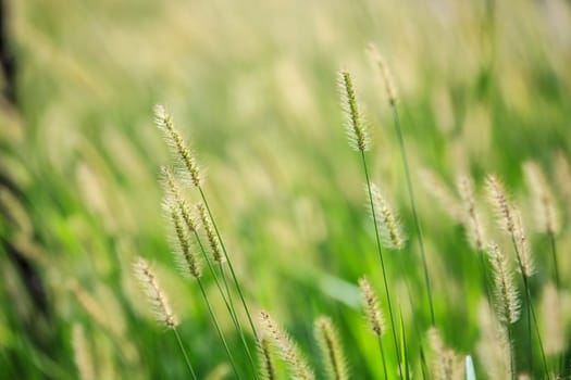 The green reed in meadow - beautiful nature in autumn