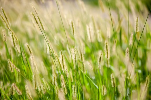 The green reed in meadow - beautiful nature in autumn