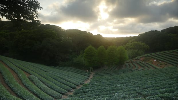 The tea garden sunset in the summer time with nice background view