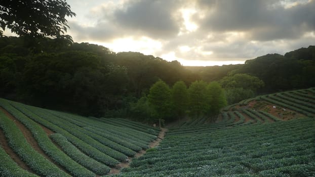 The tea garden sunset in the summer time with nice background view