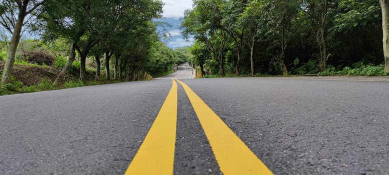 The Looking down a tree lined road into the distance