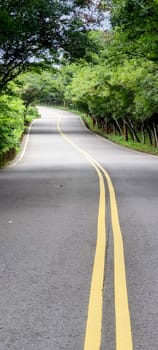 The Looking down a tree lined road into the distance