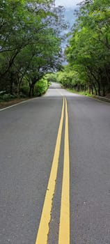 The Looking down a tree lined road into the distance