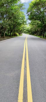 The Looking down a tree lined road into the distance