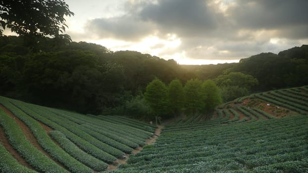 The tea garden sunset in the summer time with nice background view