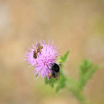 Close-up of a wasp and a bumblebee on the flower of a diestel in springtime
