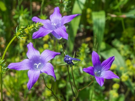 Close-up of three flowers of the broad-leaved bellflower (lat: Campanula latifolia) in front of a blurred natural background in Bavaria.