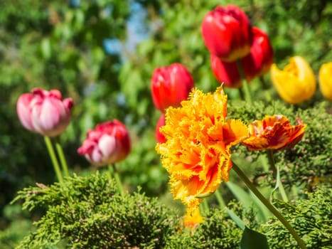 Single ruffled yellow tulip in front of several red tulips in the blurred background in the sunlight