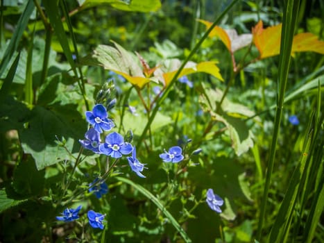 Close-up of some flowers of germander speedwell (lat: Veronica chamaedrys) between natural wild plants. Diameter of flowers  approx. 1.2 cm. Site: Bavaria