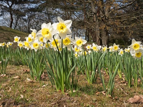 Daffodils in spring