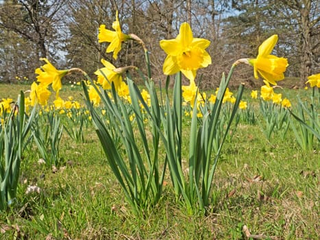 Daffodils in spring