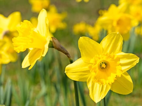 Daffodils in spring