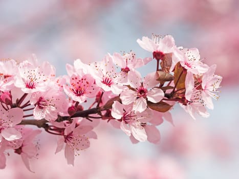Japanese cherry blossom