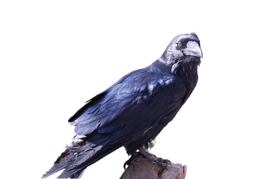 Raven on free seat while sunbathing