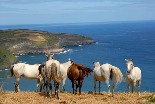 horses at the coast of azores in sao miguel island, Portugal