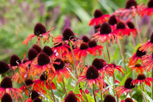 echinacea - coneflowers in the garden