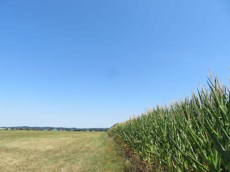 beautiful oversized natural cornfield with a meadow next to it