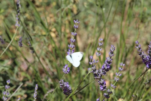 beautiful lavender field photographing smell butterfly flowers color