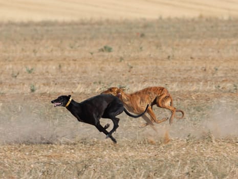 greyhound race fast dog domestic animal field hare hunting