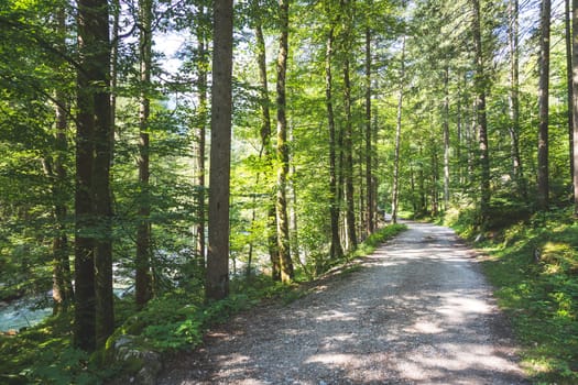 Beautiful forest landscape scenery in Bluntautal, Austria