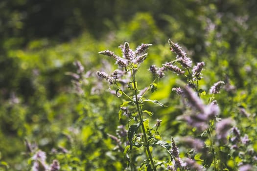 Close up of blossoming mint plant, outdoors