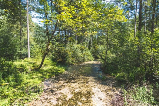 Beautiful forest landscape scenery in Bluntautal, Austria