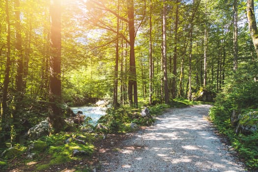 Beautiful forest landscape scenery in Bluntautal, Austria