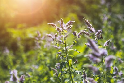 Close up of blossoming mint plant, outdoors
