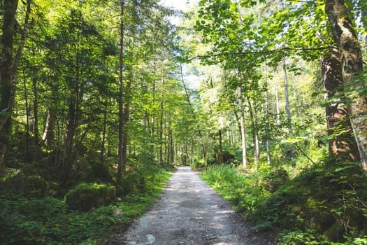 Beautiful forest landscape scenery in Bluntautal, Austria