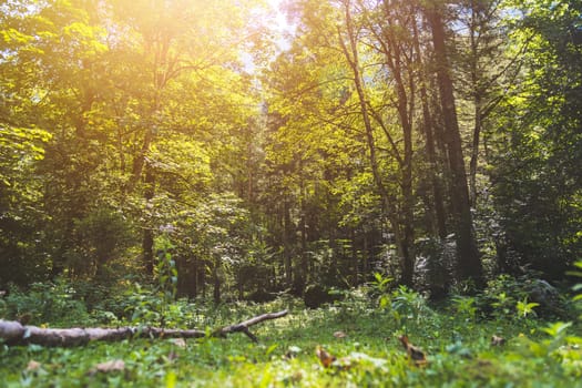 Beautiful forest landscape scenery in Bluntautal, Austria