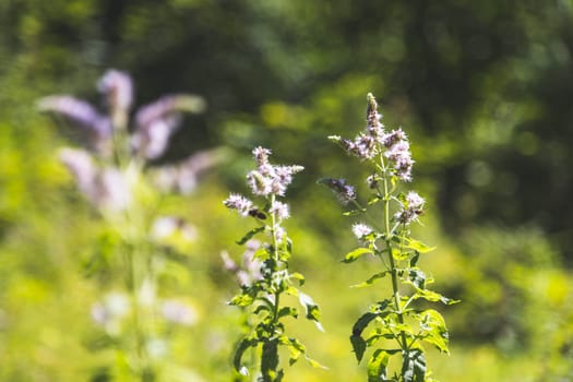 Close up of blossoming mint plant, outdoors