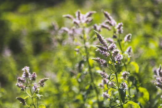 Close up of blossoming mint plant, outdoors