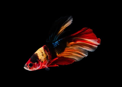 Siamese fighting fish or Betta splendens fish, popular aquarium fish in Thailand. Colorful half moon tail betta fighting fish motion isolated on black background