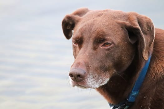 Portrait of a serious dog head against a water background.