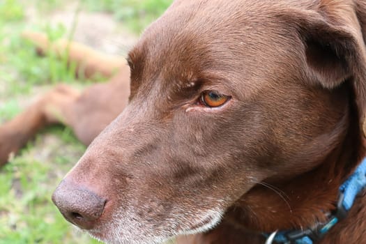 Macro view of a dog head with a grassy background.