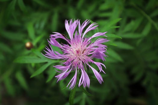Top view of a pink spiral Cornflower in blossom.