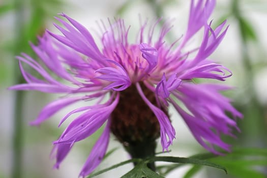 Side view of purple Cornflowers growing in the garden.