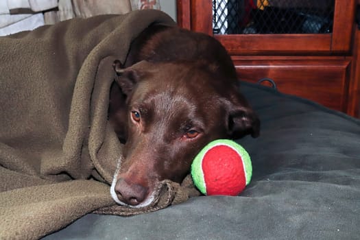 A sad and sick dog not wanting to play with his toys.