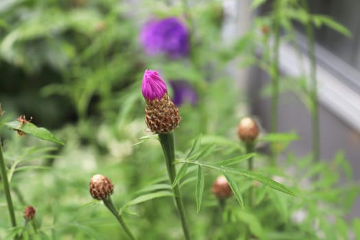 Unopened flower buds on a Cornflower in spring.