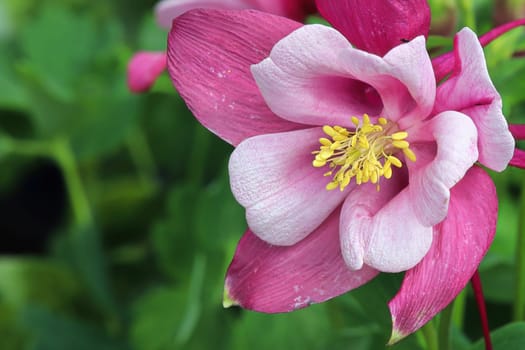 Closeup of the pink multicolored petals on a Columbine.