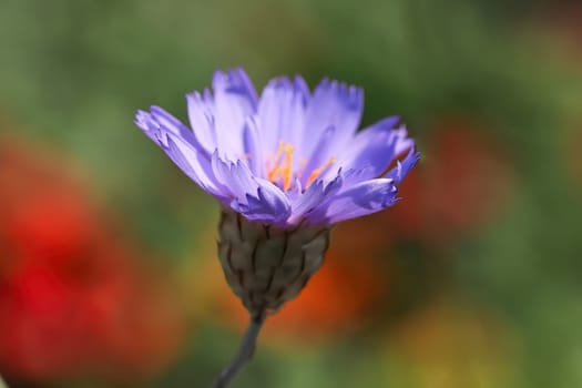 Background of the side view of a purple Cornflower.
