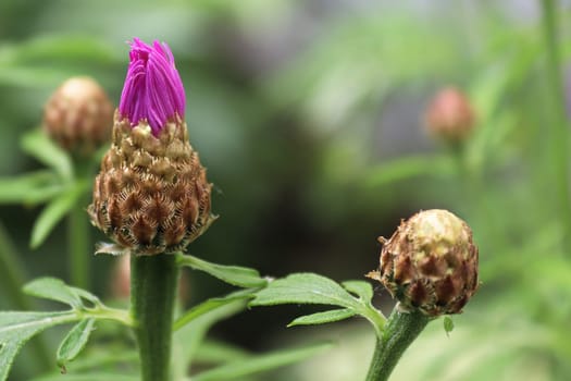 Unopened flower buds on a Cornflower in spring.