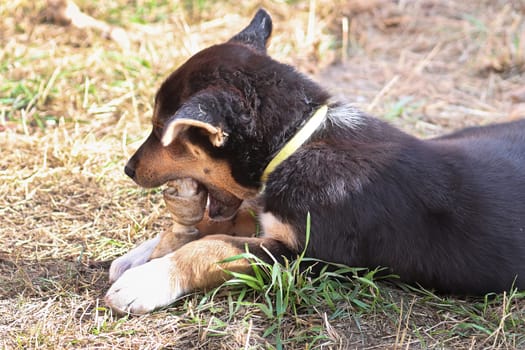 A young puppy chews on a leather bone.