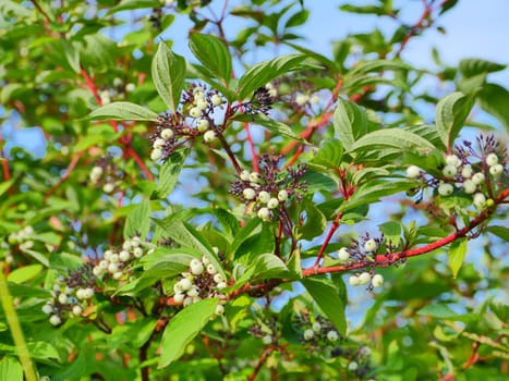 Sorbus cashmiriana or Kashmir mountain ash with white fruits on red branches close-up