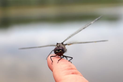 A dragonfly resting on the tip of a finger.