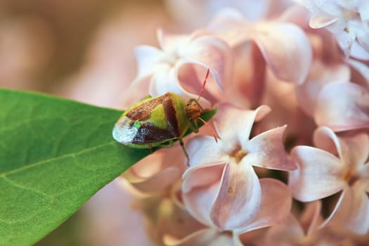 Macro of a Banasa Stink Bug on a green leaf.