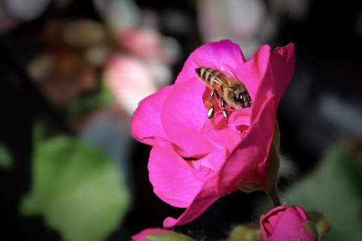 Side view of a honeybee inside a rose.
