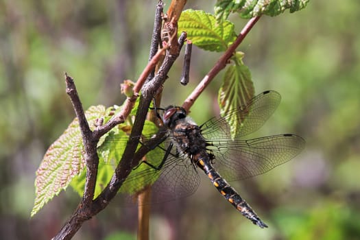 Closeup of a dragonfly resting on a tree branch.